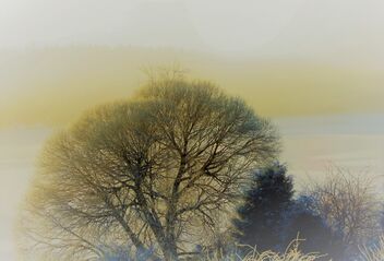 Frosty Afternoon - image gratuit #485393